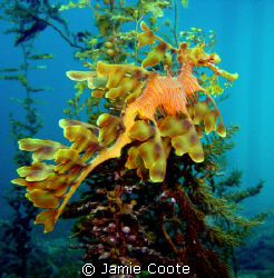 "Home on the Reeds"
A large Leafy Sea Dragon ao Tumby Ba... by Jamie Coote 